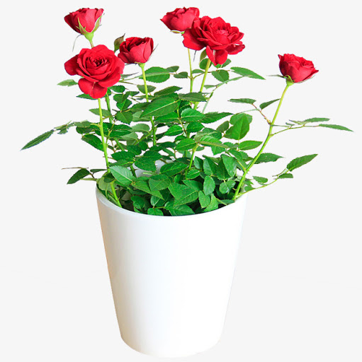 Phân trùn quế cho hoa và cây cảnh túi 2kg