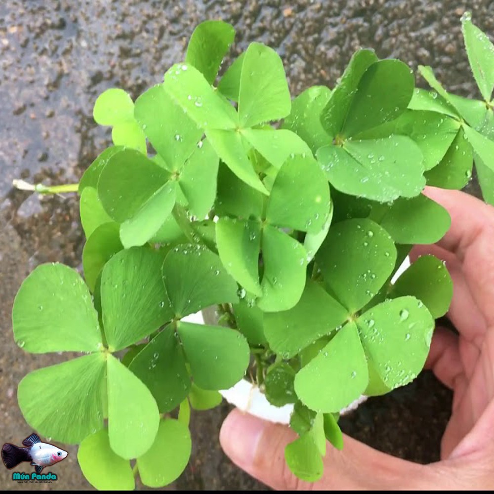 BẦU cây cỏ bợ , cây rau bợ thủy sinh
