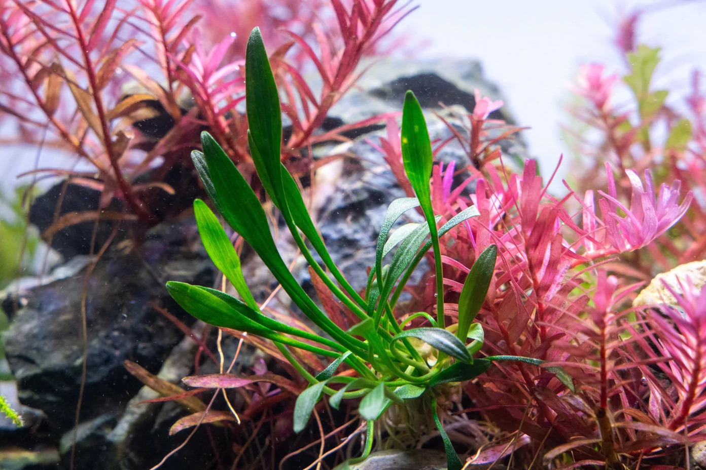 Tiêu thảo Parva - Tiêu thảo mũi tên - Cryptocoryne Parva