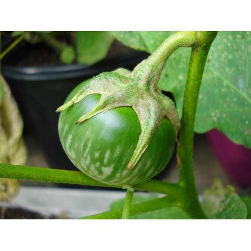 Frog Skin Tomato Seeds - 1 Pack of 0.5 Grams