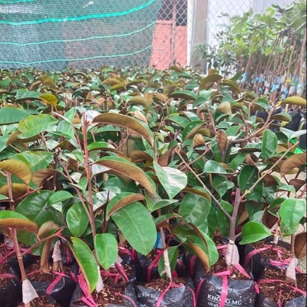Cây Giống Vú Sữa Mica (cây giống bảo hành )