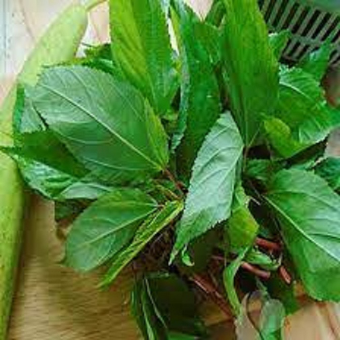 Hạt giống rau đay đỏ dể trồng -gói 20 gam