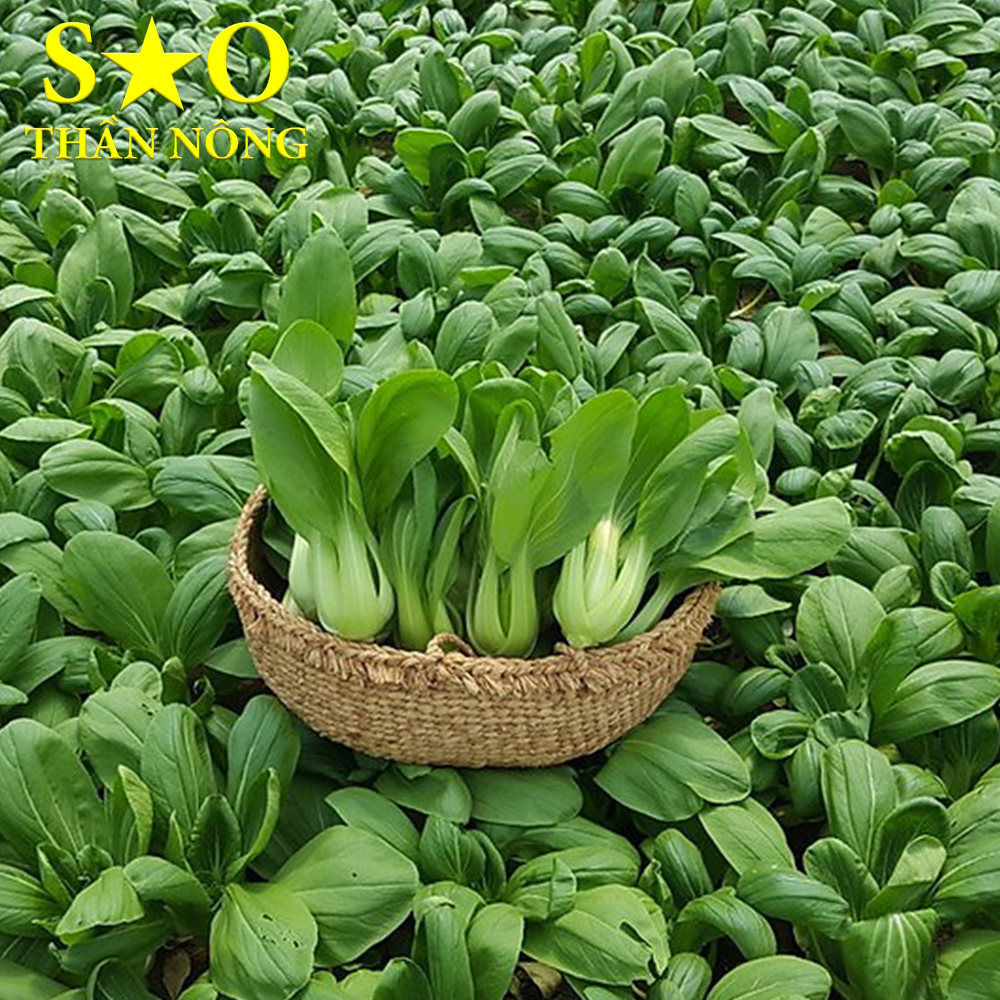 Hạt giống cải chíp 5g cao sản
