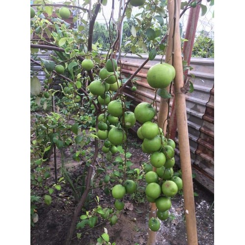 cây giống táo thái