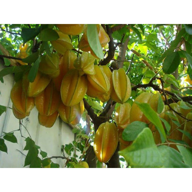 Cây giống khế ngọt (4 thánh cho trái) (cây giống bảo hành )