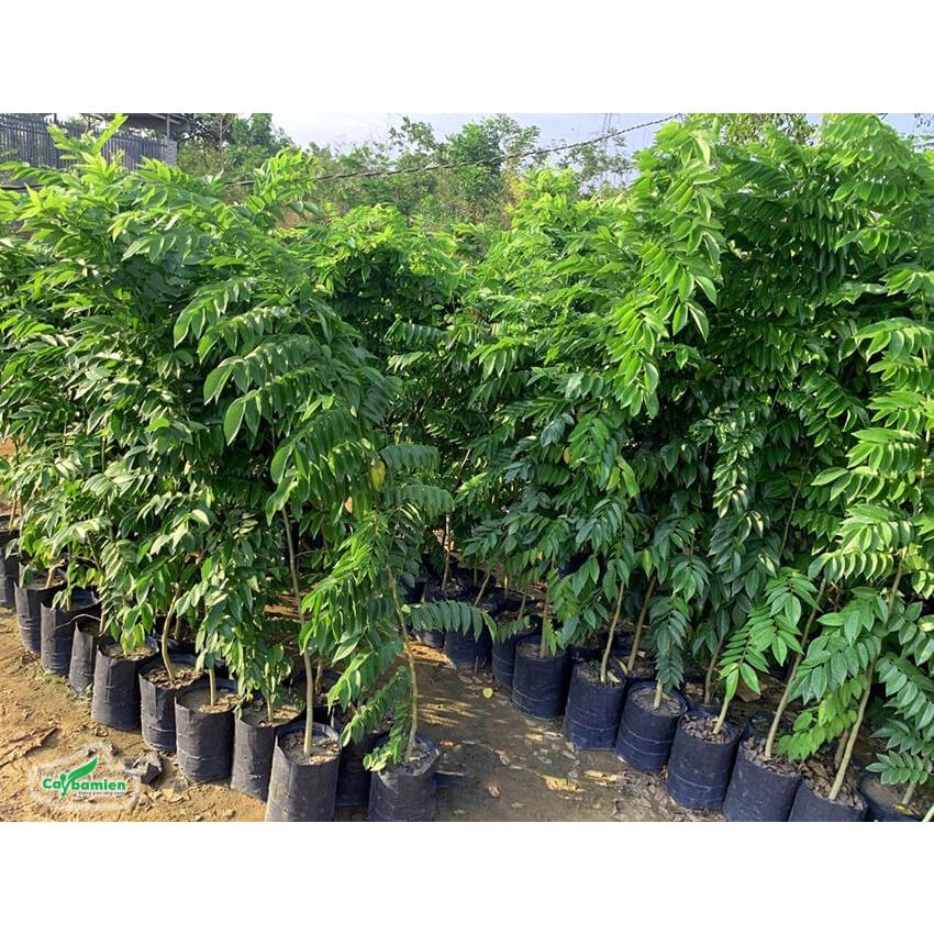 Hạt giống cây sưa đỏ {gói 20 hạt } - VTNT