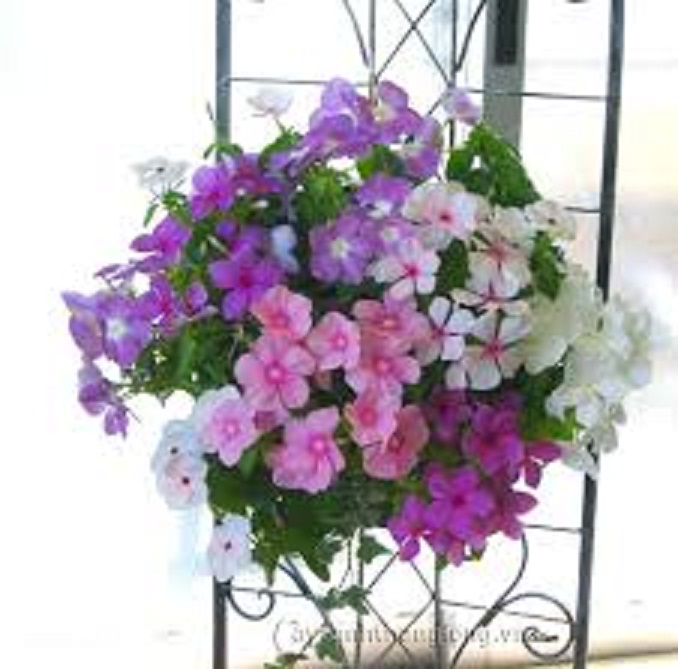 Chậu hoa dừa cạn siêu đẹp