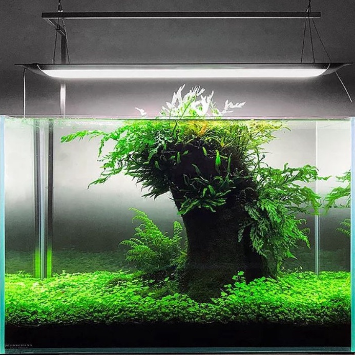Gỗ lũa san đá ống SL 1KG