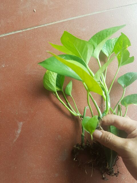 Cây trầu bà xanh giống (vạn niên thanh leo)