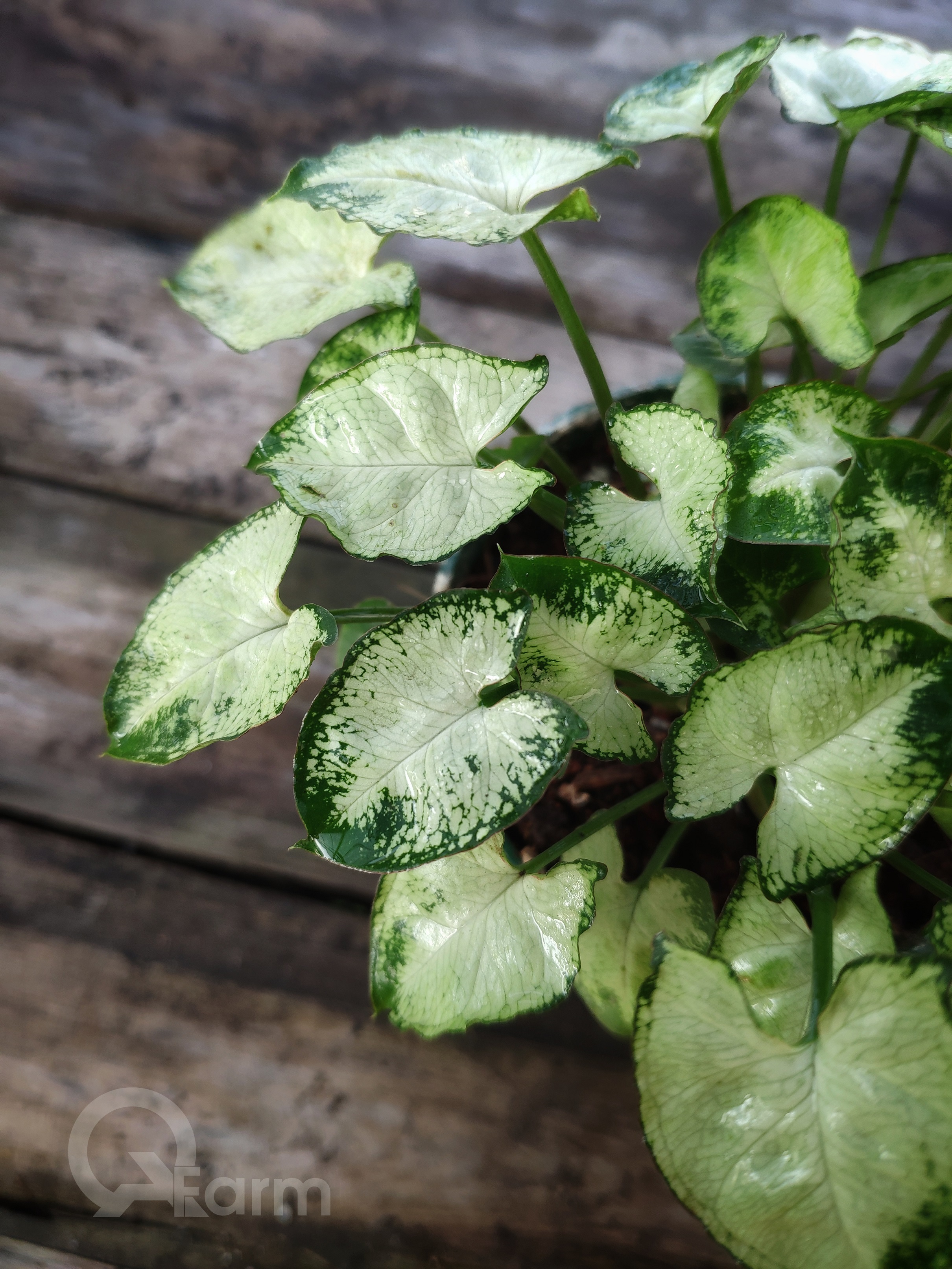 Cây môn lá tim mini (Syngonium mini pixie)