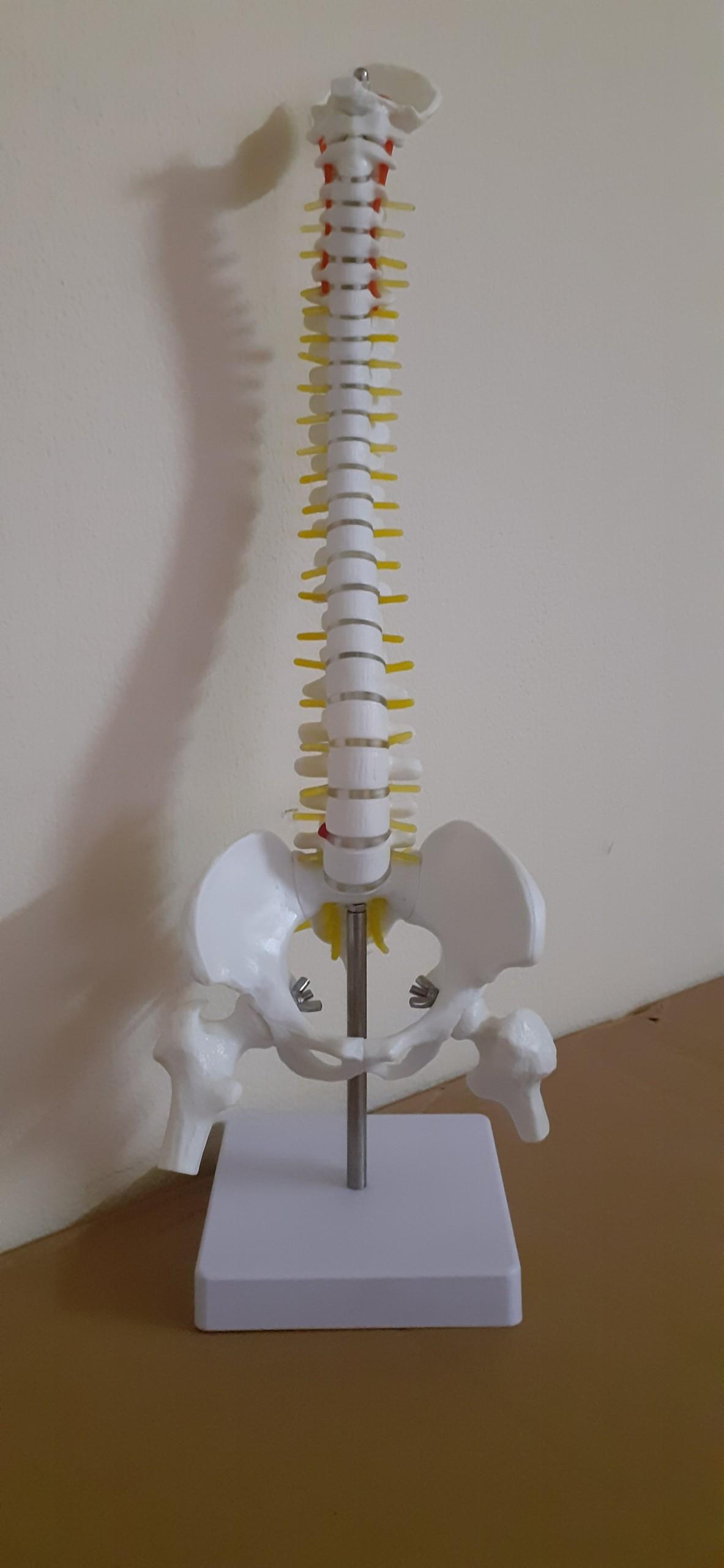 Mô hình xương cột sống 45cm