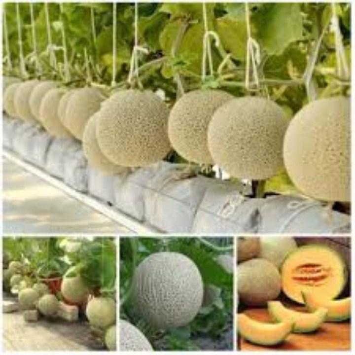 HG96- Hạt giống dưa lưới xanh 10 hạt