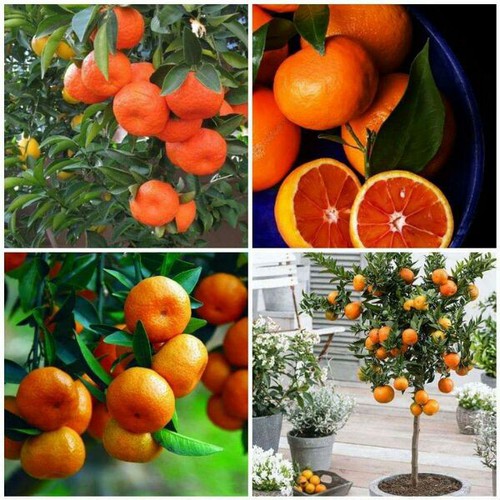 Cây Giống Quýt thái không hạt hay còn gọi là quýt đường không hạt