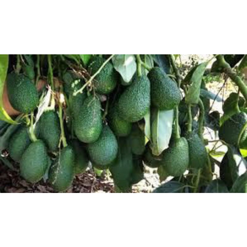 Cây giống bơ Hass - Cung cấp giống cây bơ Hass, Lamb Hass,
