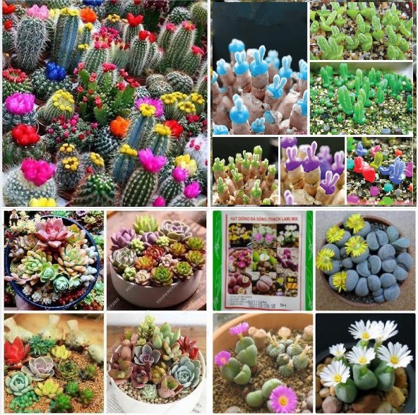 Bô 4 gói hạt giống cây cảnh mini(1 tai thỏ+1 xương rồng+1 thạch lan +1sen đá mix )
