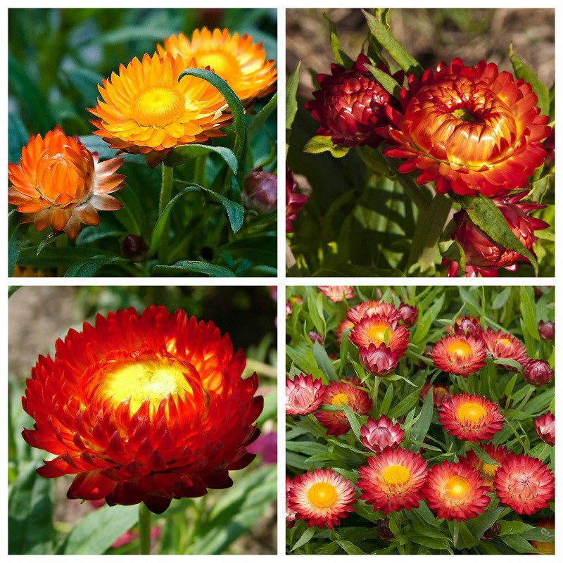 Hạt Giống Hoa Cúc Bất Tử 100 Hạt