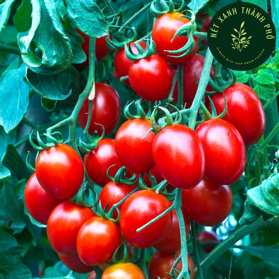 [GIAO HÀNG 2 GIỜ] Hạt giống Cà chua Cherry đỏ