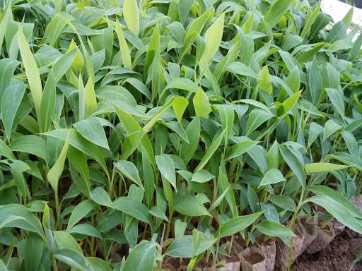 Cây Chuối Lùn, cây giống cấy mô