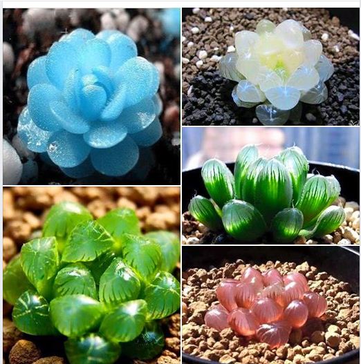 "Gói 200"Hạt giống sen ngọc nhiều màu - sen đá kim cương nhiều màu [Seeds]