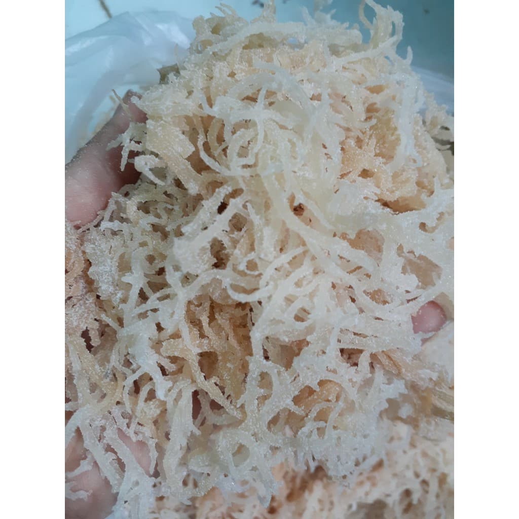 500gr rong sụn tươi/ rong sụn gai muối - dùng làm gỏi, nấu chè