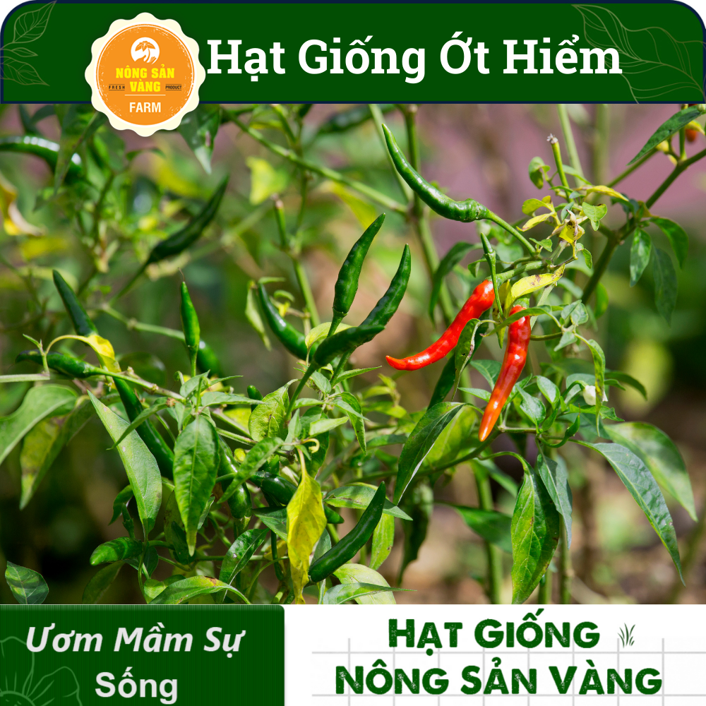 Hạt giống Ớt Hiểm, Dễ Trồng, Sinh Trưởng Và Phát Triển Khỏe, Năng Suất Cao (Gói 30 Hạt) - Nông Sản Vàng