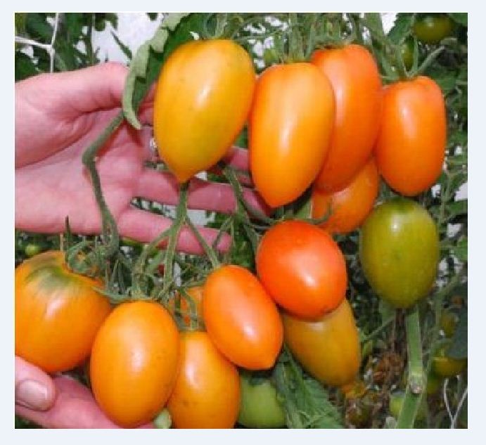 Hạt giống cà chua chuối ( cà chua ngón tay đỏ ) 30 hạt/gói - ( TẶNG gói kích thích hỗ trợ hạt nảy mầm)