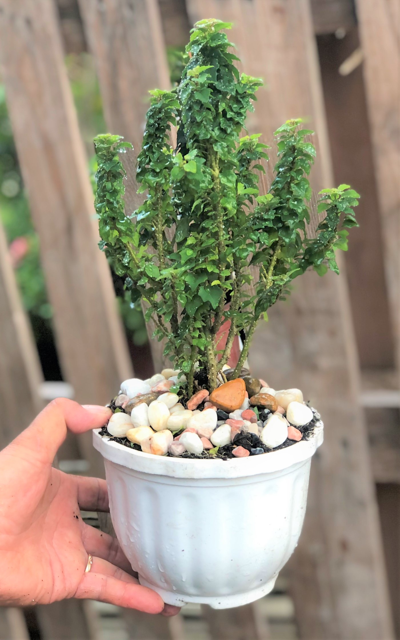 Chậu cây Tu Hú