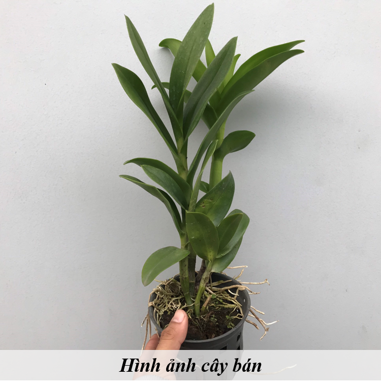 HOA LAN DENDRO NẮNG RỒNG XANH (THANH LONG)