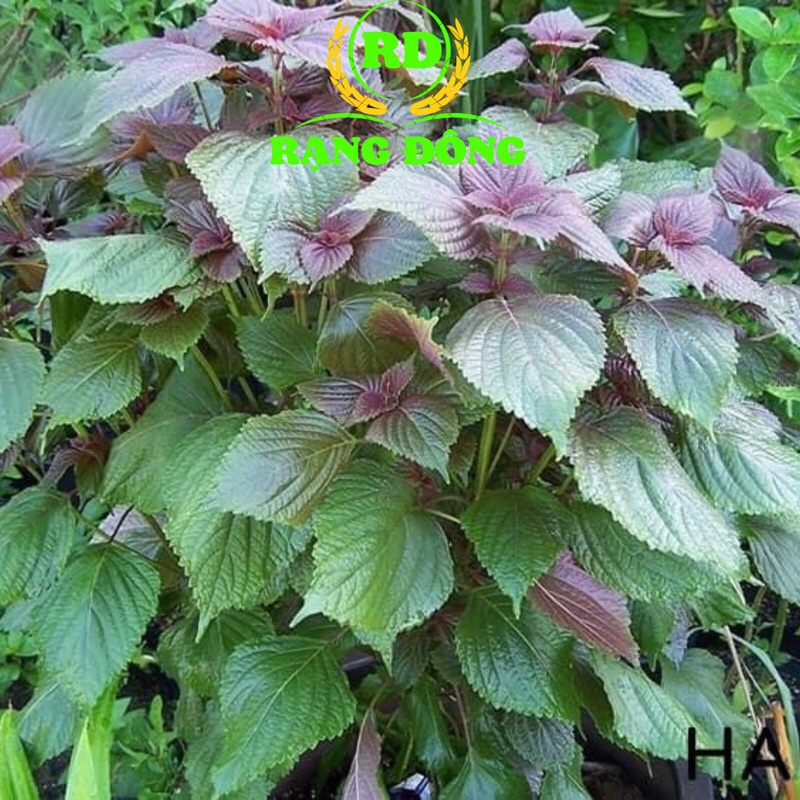 Hạt Giống Tía Tô (Gói 2.5gram) RADO 78 Rạng Đông