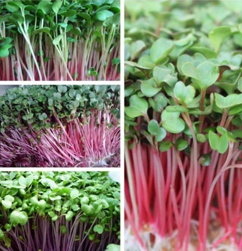 Hạt giống rau mầm củ cải đỏ
