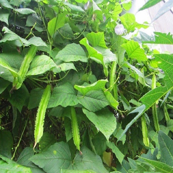 Hạt giống Đậu Rồng, Hạt Đỗ Khế - Gói 10Gr