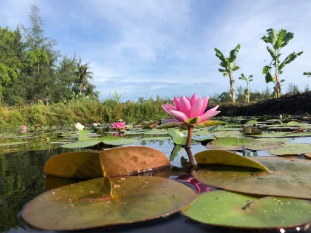 Củ hoa súng kép đẹp, đã nhú lá mầm