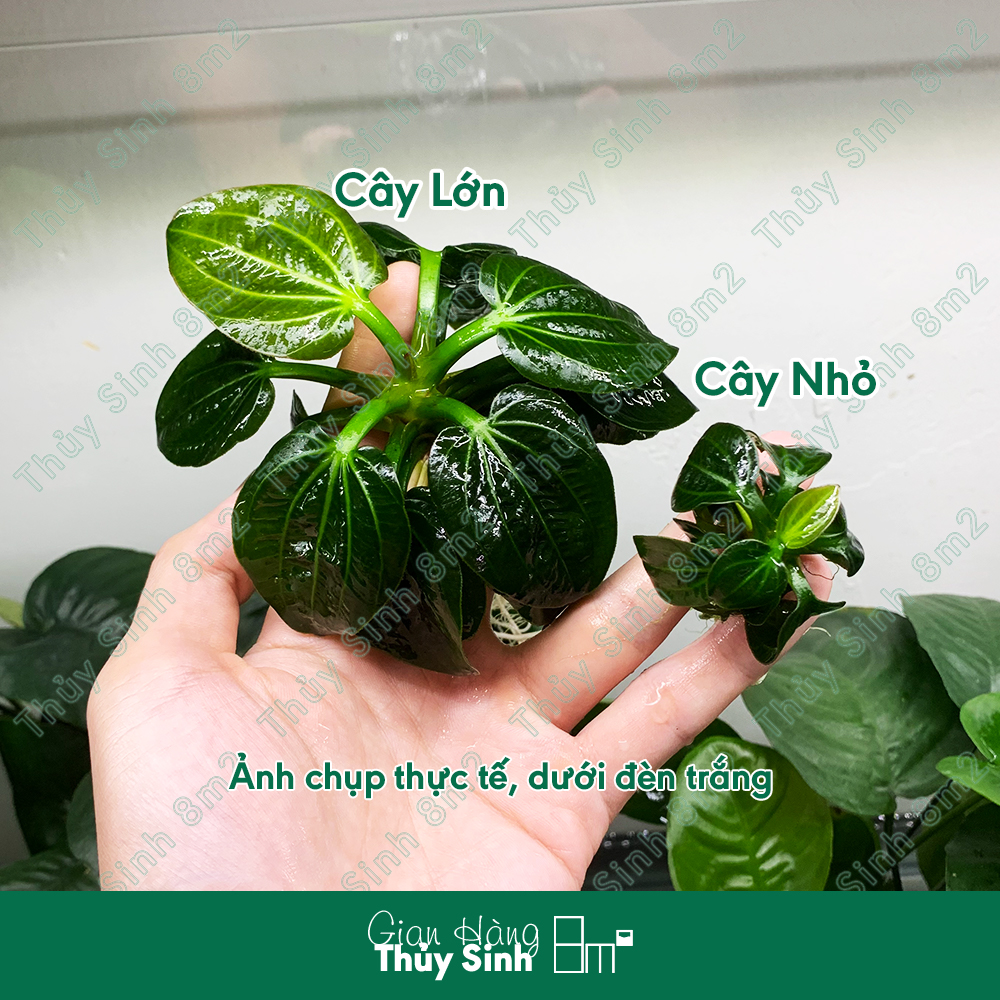Trầu iguazu 2009 , cây thủy sinh không co2, trung cảnh, cắm nền | 8m2