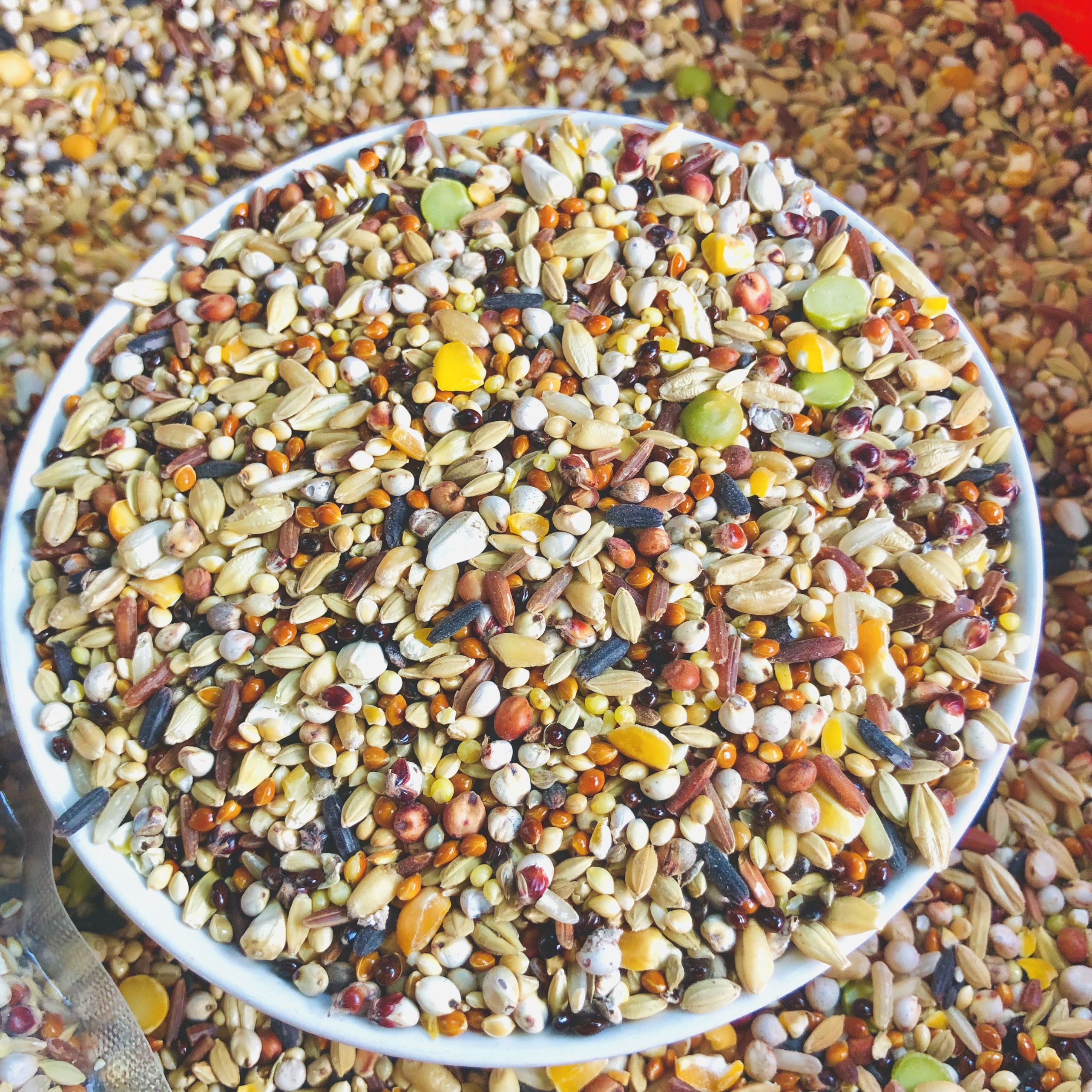 Ngũ cốc chim cu gáy Javan 500gram