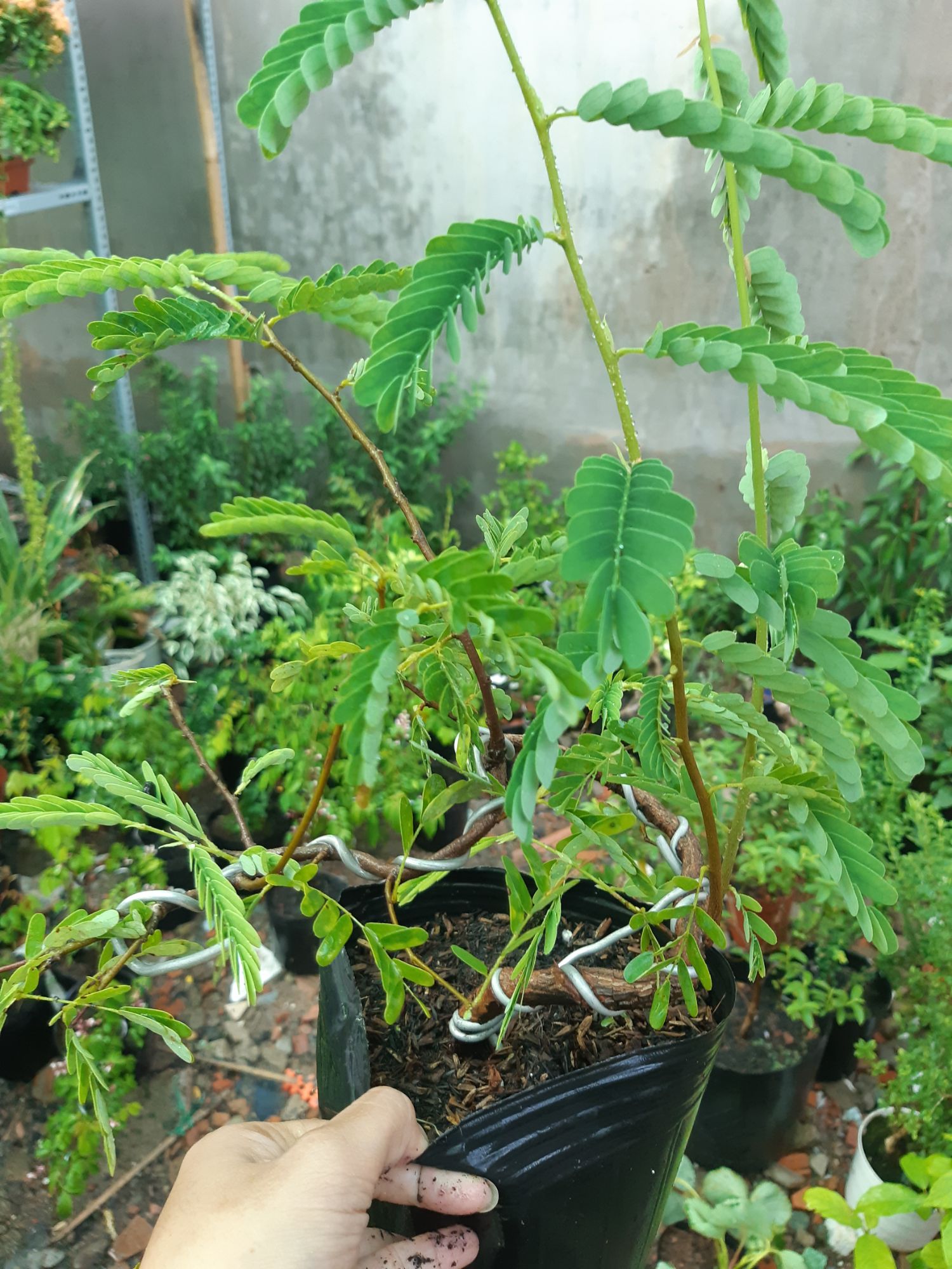 cây me bonsai mini