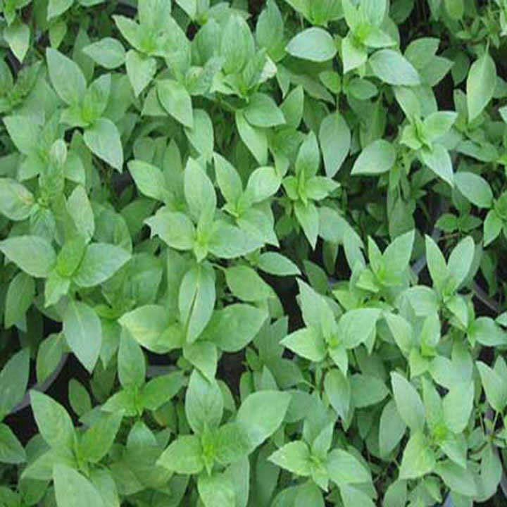 Hạt Giống Húng Quế gói 10g