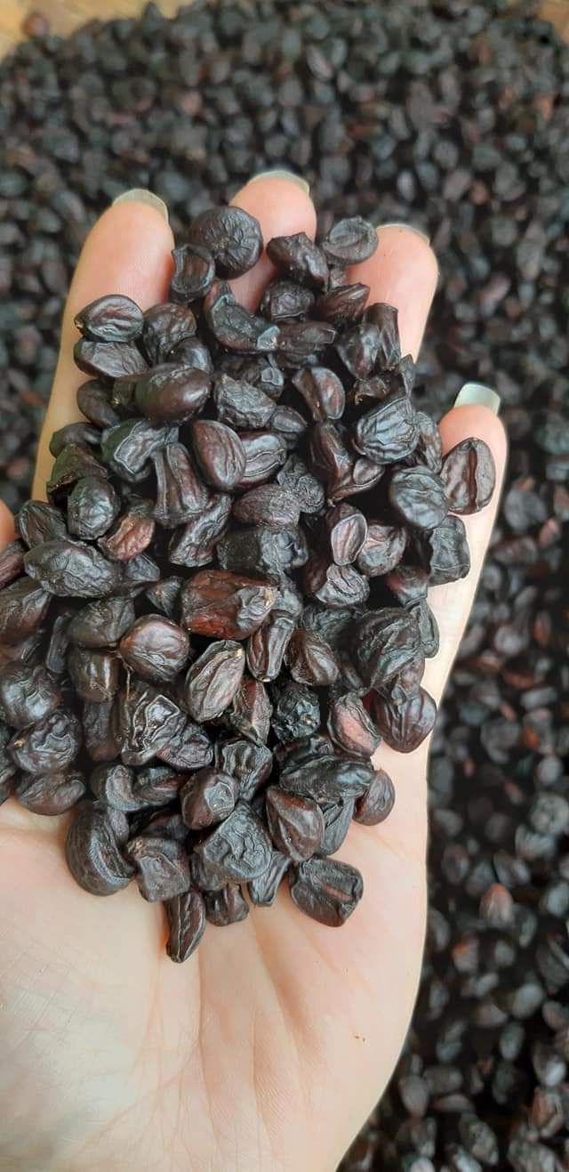 100 HẠT DỔI TÂY BẮC