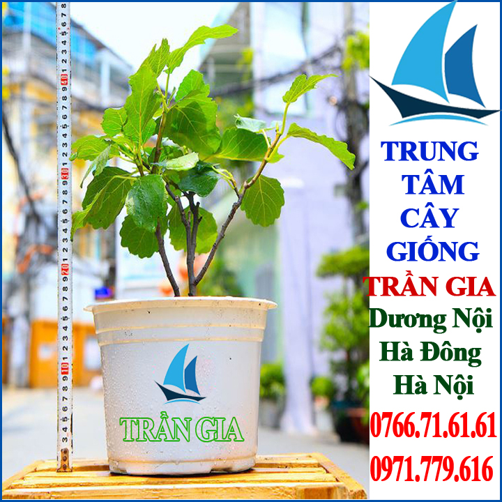 Giống Cây Sung Mỹ