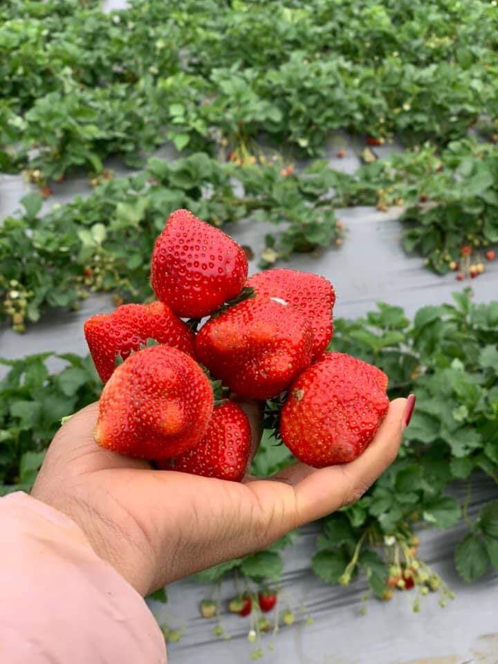 🍓Hạt Giống Dâu Tây🍓(Chịu Nhiệt , Quả To Mọng) - 100 hạt ~ 0.01gr/gói
