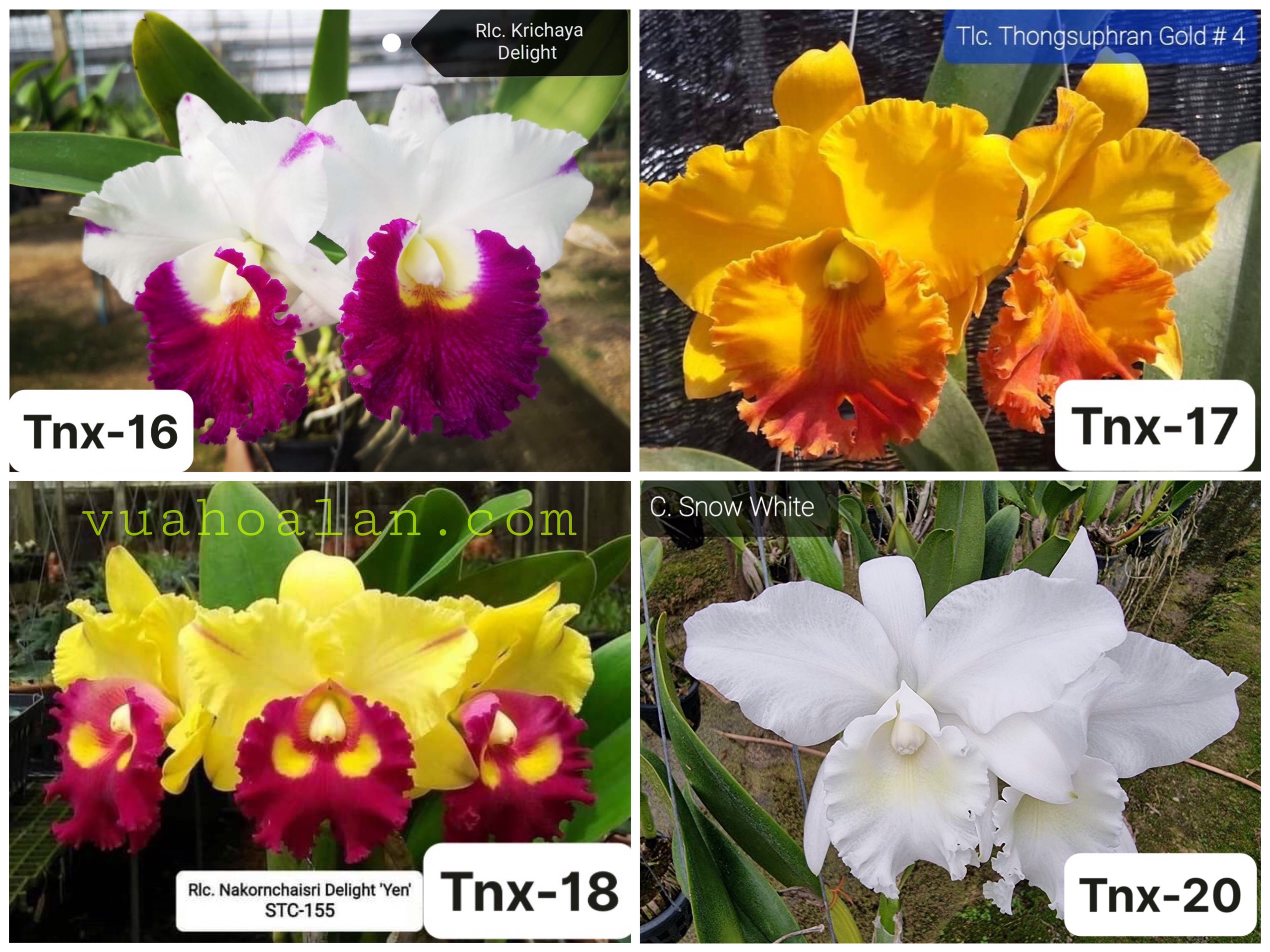 Lan Cattleya Cây Giống Nhiều Màu