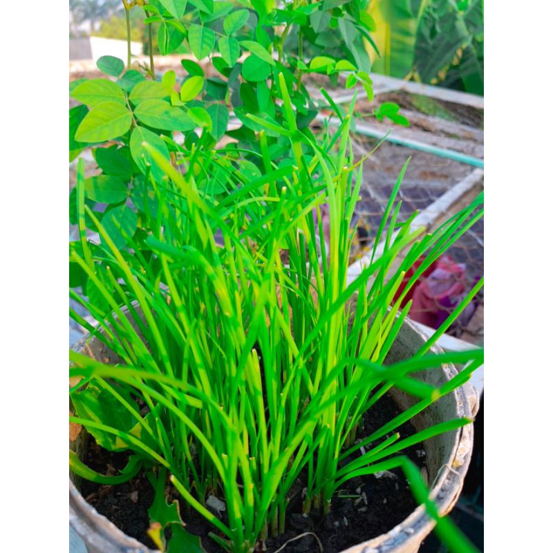 Cây hẹ ta, hẹ lá nhỏ, hẹ sẻ miền trung (25 -30 gốc)