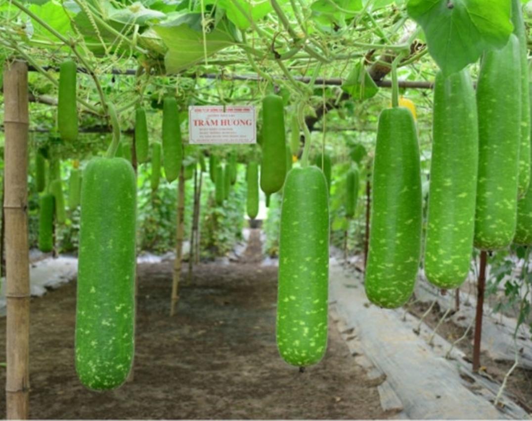 6 Hạt giống Bầu sao F1 qủa ngắn - Giống sai quả