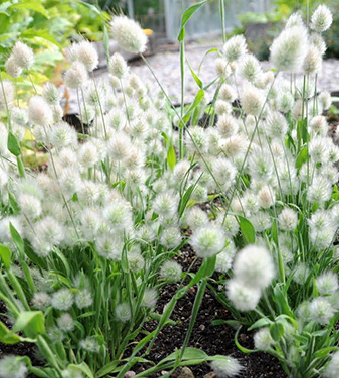 Rabbit Tail Grass Seeds (1 Pack of 100 Seeds)