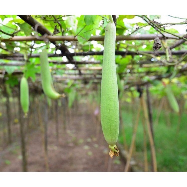 5H Hạt giống mướp hương