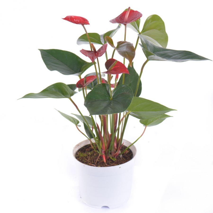 Chậu cây hồng môn Đỏ Đà Lạt