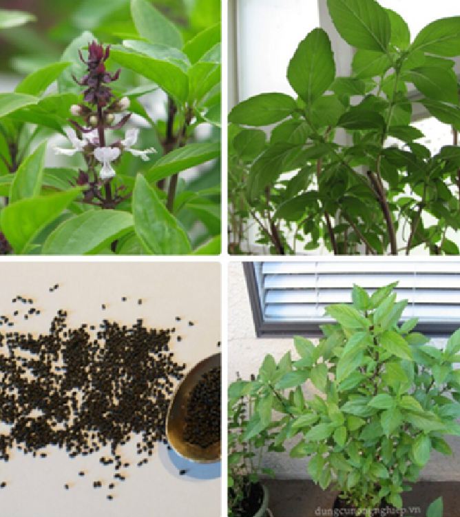 Hạt giống rau húng quế - tỉ lệ nảy mầm trên 90% - gói 2gr