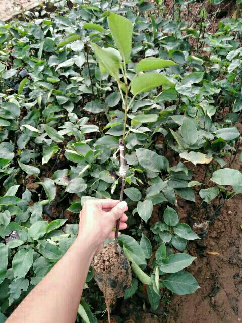 GIỐNG CÂY LÊ NÂU (SIÊU TRÁI) bảo hành
