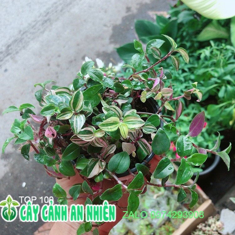 Cây Thằn Lằn Thái