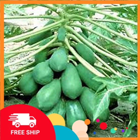 combo 05 cây ĐU ĐỦ ĐÀI LOAN giống, cây lùn, siêu quả, siêu ngọt