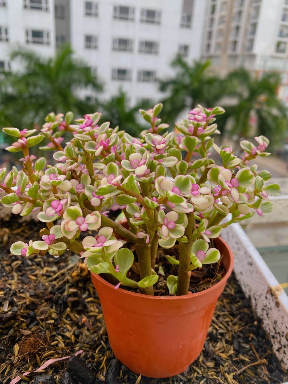 Sen Đá Đô La Hồng SUNNY GARDEN Xinh Xắn Dễ Chăm Sóc